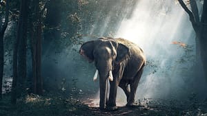 An elephant walking through a forest.