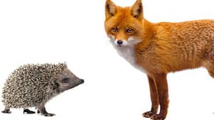 A photo of a fox and a small hedgehog