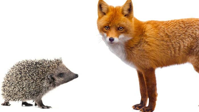 A photo of a fox and a small hedgehog